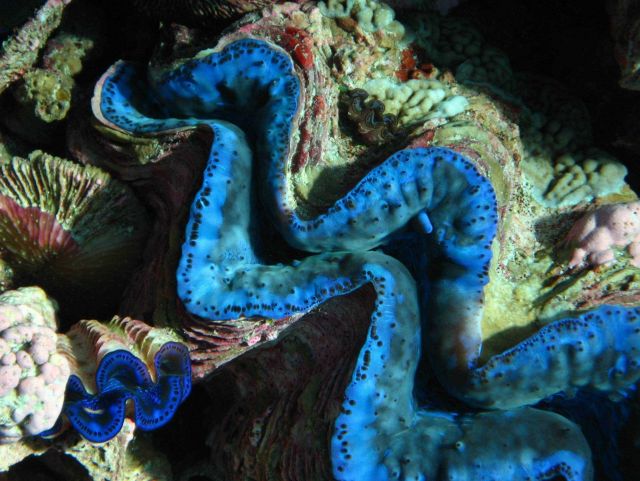Giant clams (Tridacna sp.) Picture