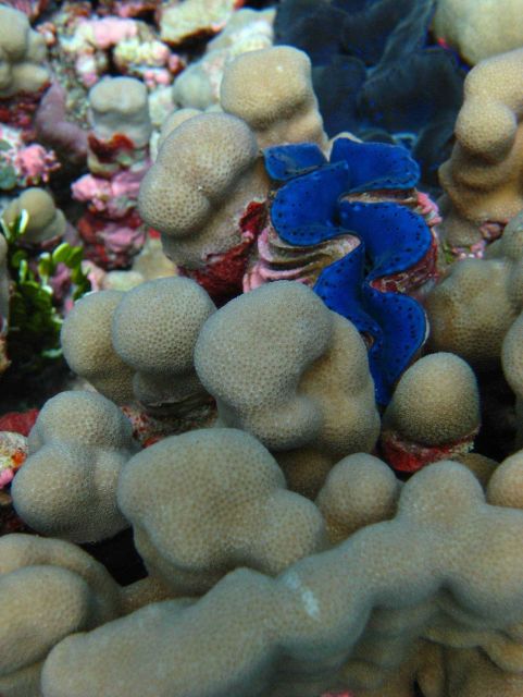 Giant clams (Tridacna sp.) Picture