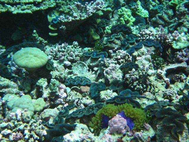 Giant clams (Tridacna sp.) Picture