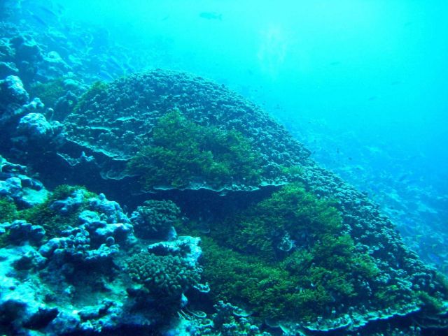 Reef scene Picture