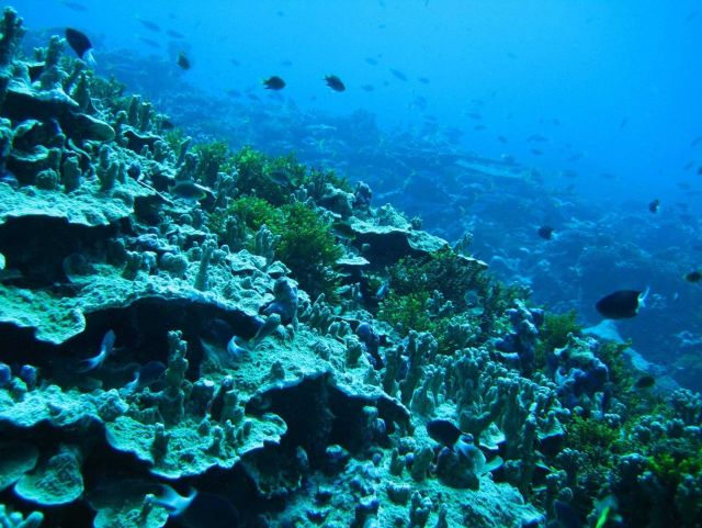 Reef scene with numerous bicolor chromis (Chromis margaritifer) Picture