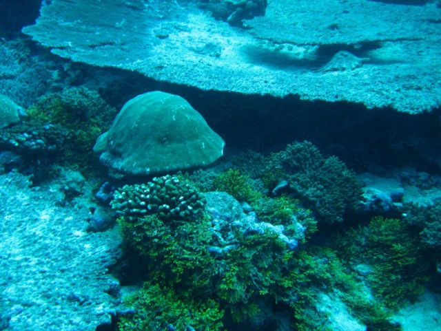 Reef scene Picture