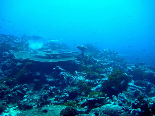 Reef scene Picture