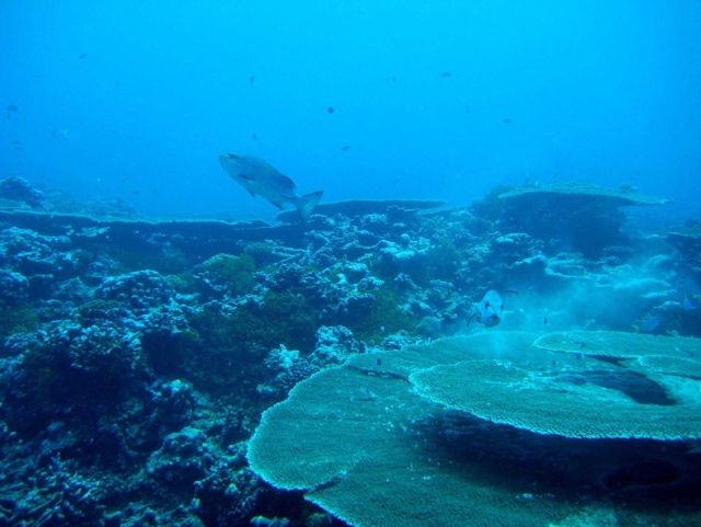 Reef scene Picture