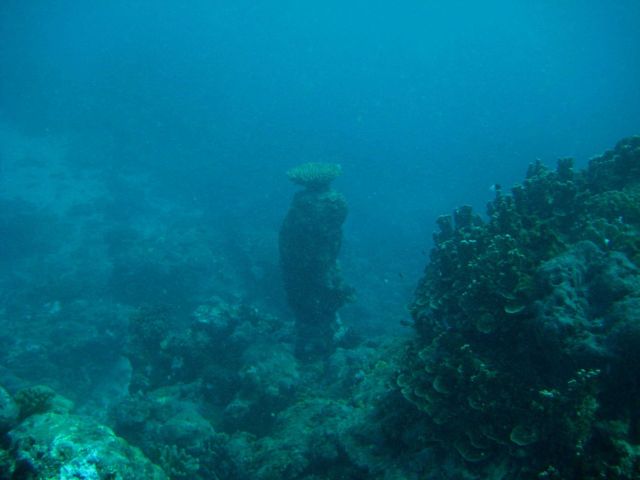 Reef scene Picture