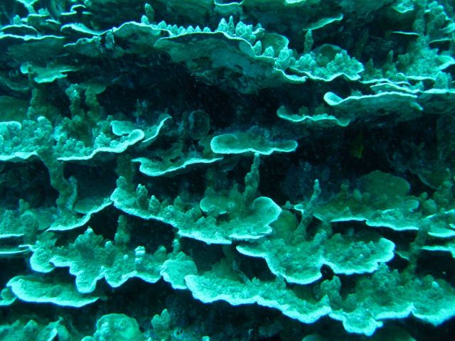 Odd appearing coral structures Picture