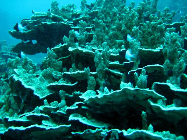 Odd appearing coral structures with half and half chromis (Chromis iomelas) Picture