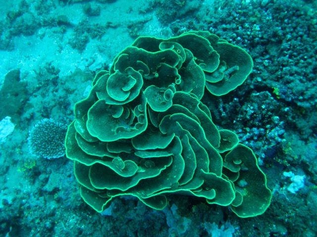 Lettuce coral (Turbinaria mesenteria) Picture