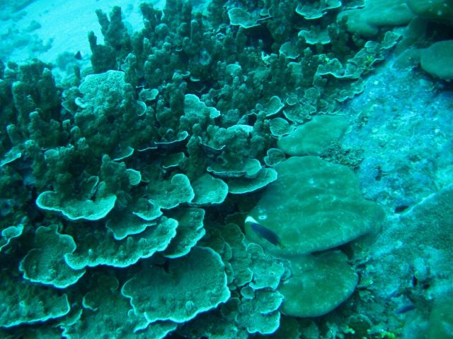 Reef scene with a variety of coral structures Picture