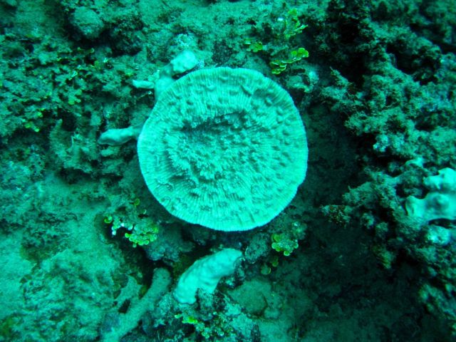 Reef scene with circular coral colony Picture