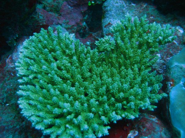 Reef scene with coral colony (Acropora sp.) Picture