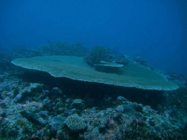 Reef scene - large tabular coral (Acropora sp.) Picture