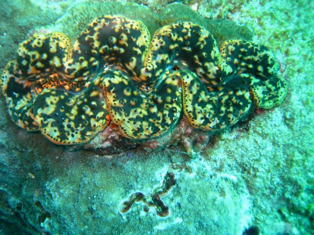Giant clam (Tridacna sp.) Picture