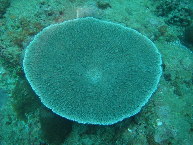 Circular tabular coral (Acropora sp.) Picture