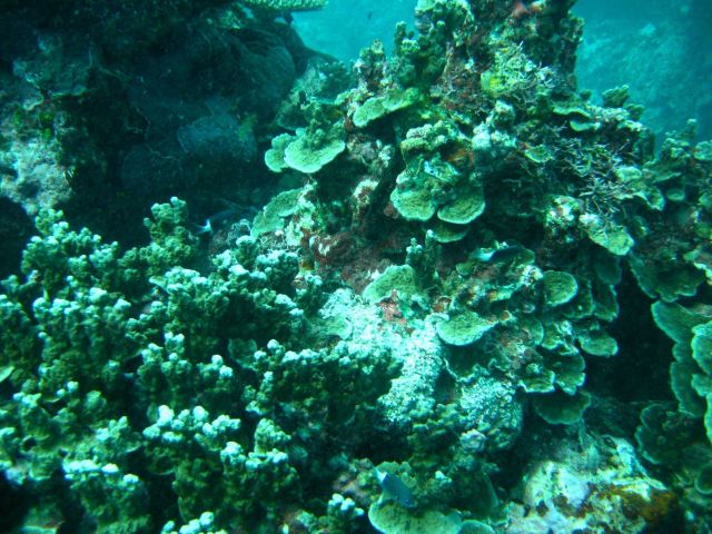 Reef scene Picture