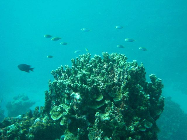Reef scene Picture