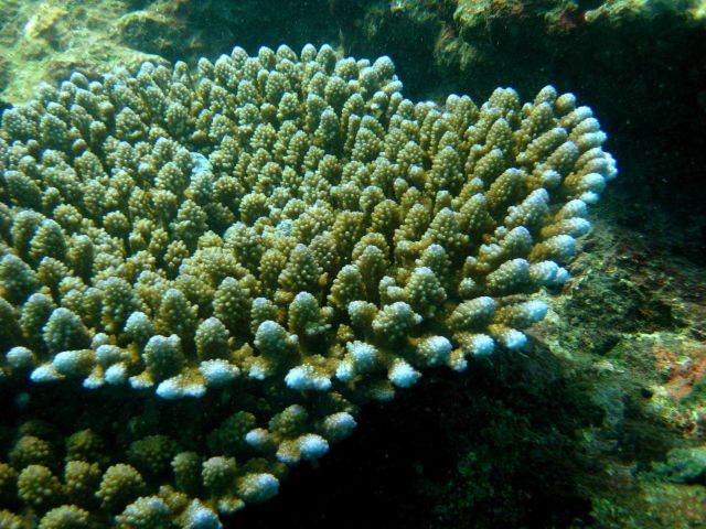 Coral (Acropora sp.) Picture