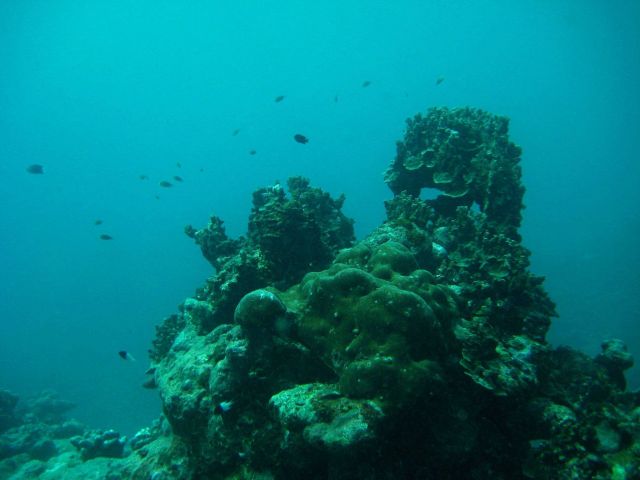 Reef scene Picture