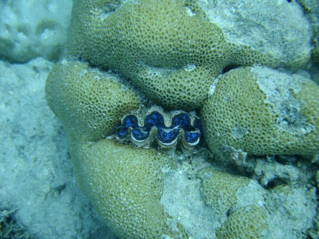 Giant clam (Tridacna sp.) embedded in Faviidae coral. Picture