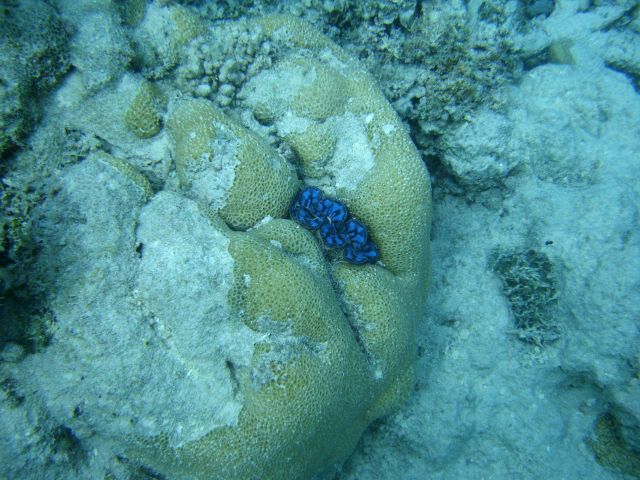 Giant clam (Tridacna sp.) embedded in Faviidae coral. Picture