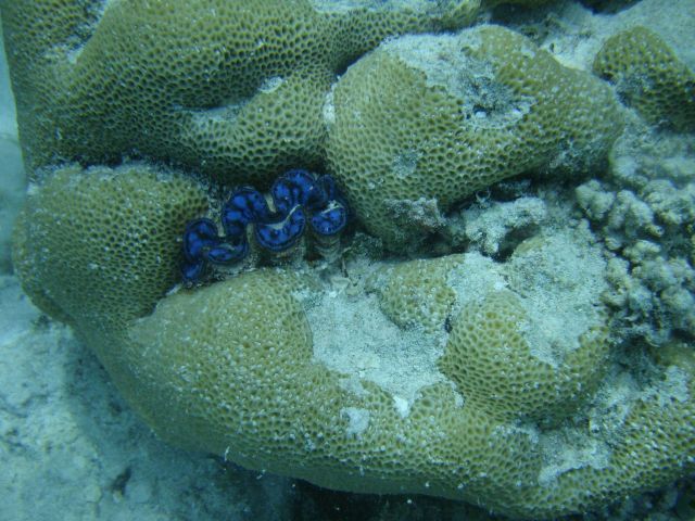 Giant clam (Tridacna sp.) embedded in Faviidae coral. Picture
