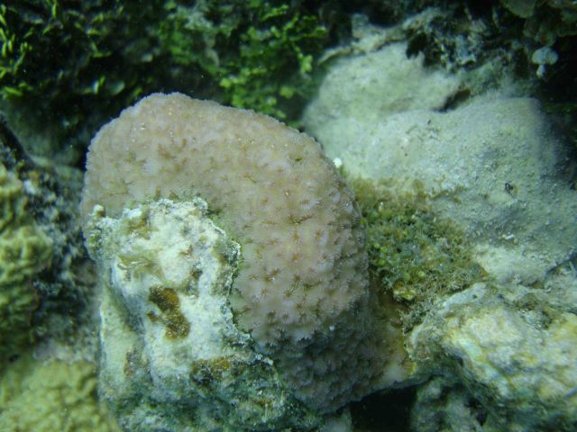 Faviidae coral Picture