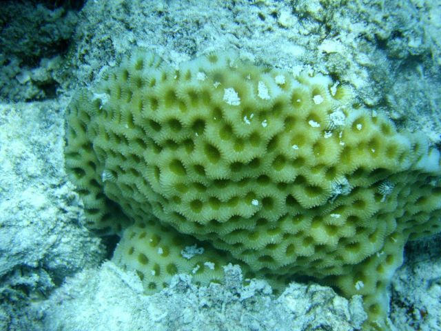 Faviidae coral Picture