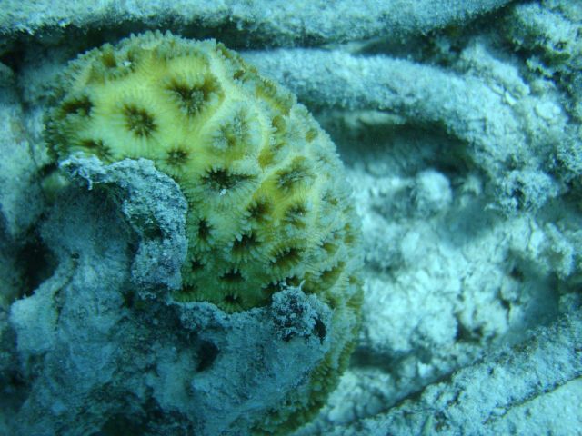 Faviidae coral Picture