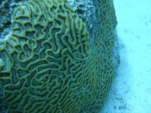 Faviidae coral Picture