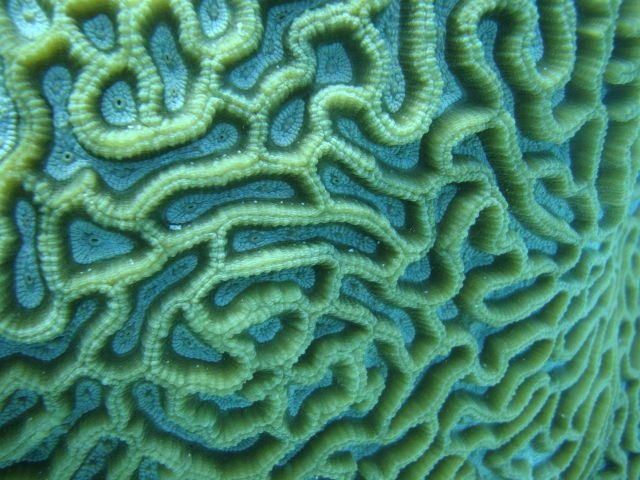 Faviidae coral Picture