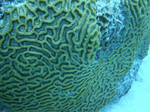 Faviidae coral Picture