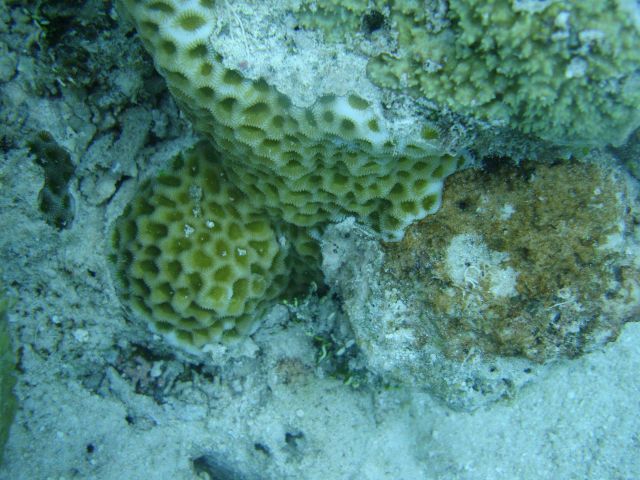 Faviidae coral Picture