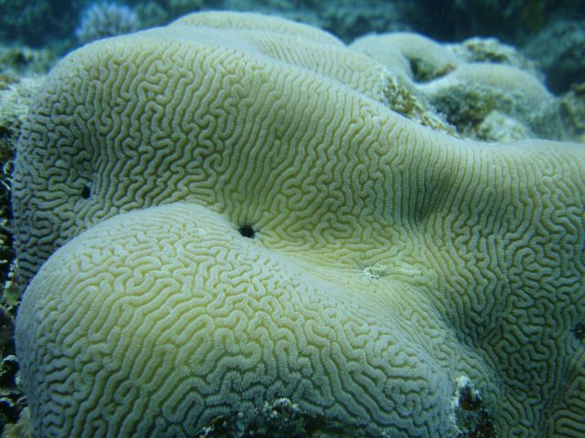Faviidae coral Picture