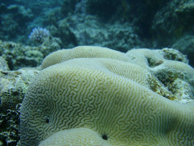 Faviidae coral Picture