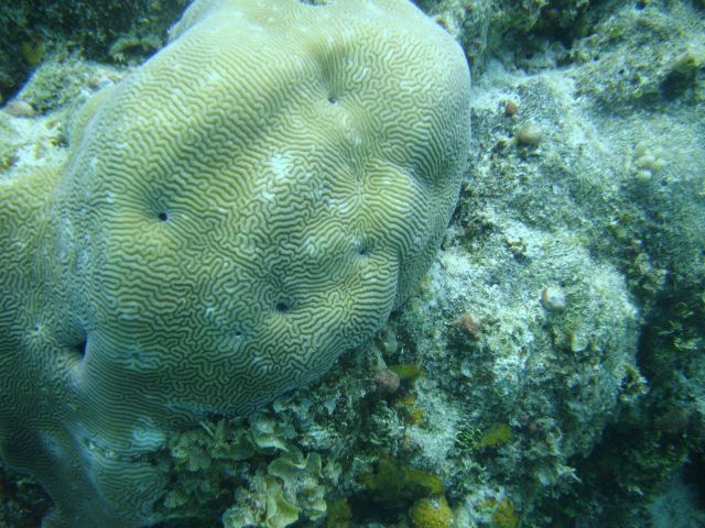 Faviidae coral Picture