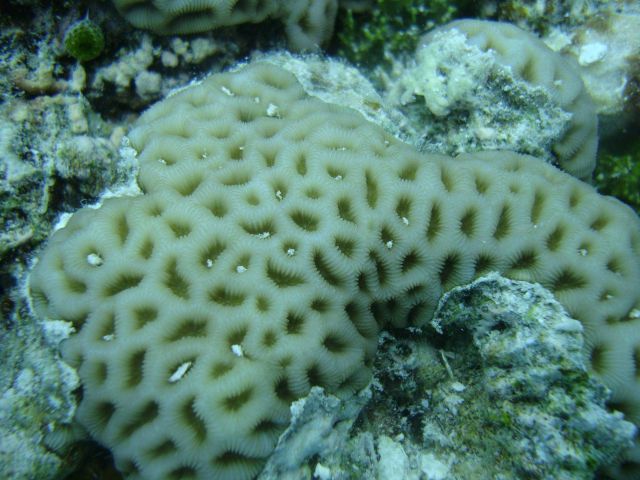Faviidae coral Goniastrea ? sp. Picture