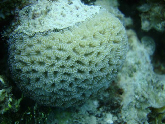 Faviidae coral Picture
