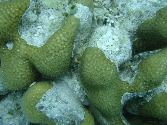 Faviidae coral Picture