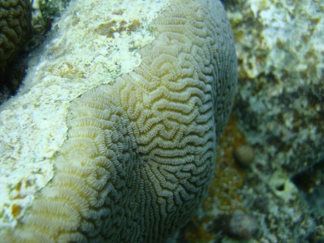 Faviidae coral Leptoria phrygia Picture