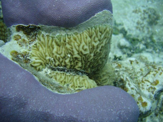 Two scleractinian coal species Picture