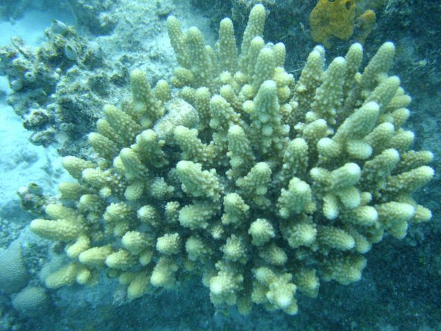 Acroporidae coral Acropora sp. Picture