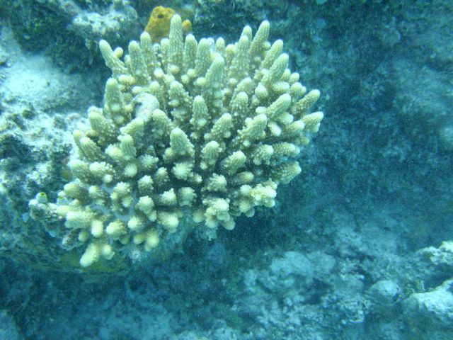 Acroporidae coral Acropora sp. Picture