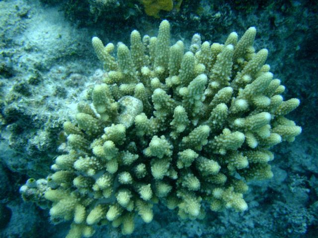 Acroporidae coral Acropora sp. Picture