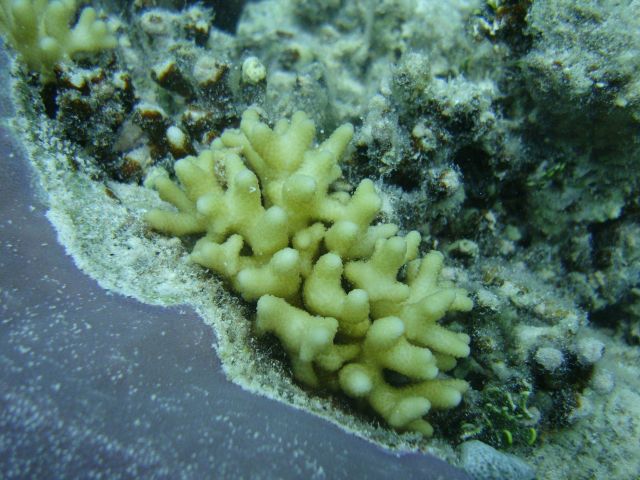 Acroporidae coral Acropora sp. Picture