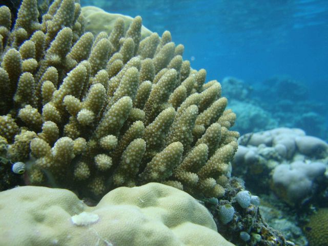 Acroporidae coral Acropora sp. Picture