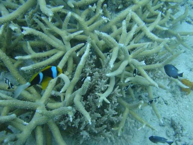 Acroporidae coral Acropora sp Picture
