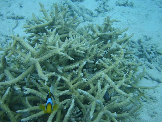 Acroporidae coral Acropora sp. Picture
