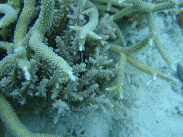Acroporidae coral Acropora sp. Picture
