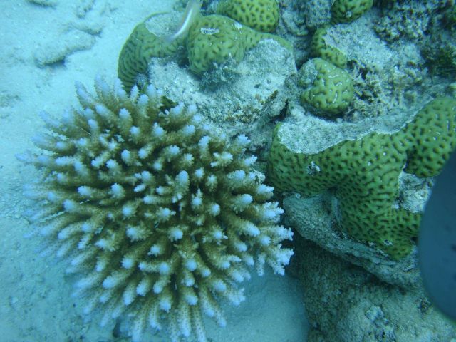 Acroporidae coral Acropora sp. Picture