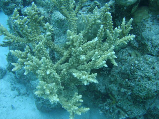 Acroporidae coral Acropora sp. Picture